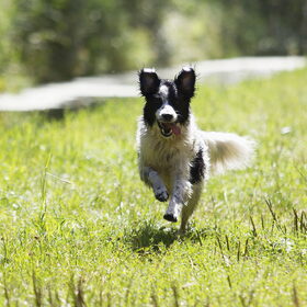 Hondenfoto van Angelique; Bruno, Charlie & Fenna  