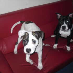 Links Marley (6 maanden) en Rechts Mex (8 maanden)