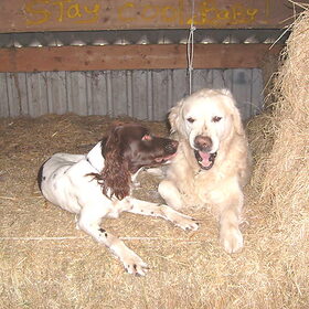 Astrid en Bobby de honden van mijn moeder
