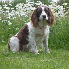 Lotje, ook een hond van mijn moeder. Ze is al 14 jaar en heeft…