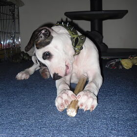 Marley Als pup