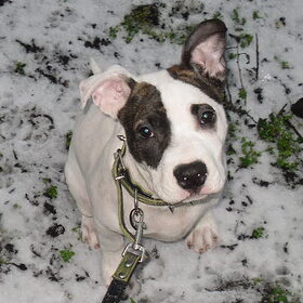 In de Sneeuw