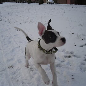 Ook in de sneeuw...