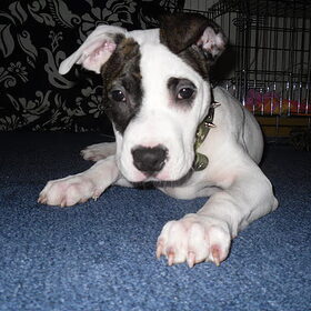 Marley (L)