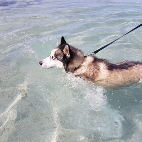 Hondenfoto van Husky5000
