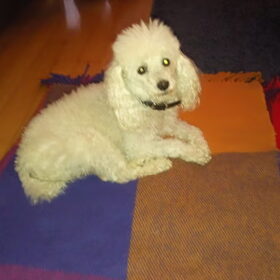 Mijn lieve schatje Lucky, hij komt uit het asiel in Dordrecht en…