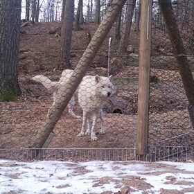 witte wolven