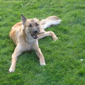 Hondenfoto van Brigitte