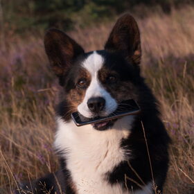 Hondenfoto van Nathalie, Harley & Mr. Deeks