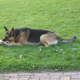 Achilles met zn eeuwige bal... :-)