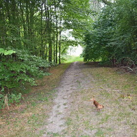 Lotus aan de wandel in het bos.