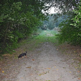 Balou in het bos.