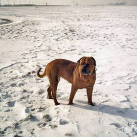 Gipsy, de liefste bordeauxdog die er bestaan heeft.