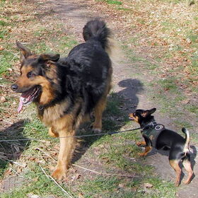 Balou en Mowgli.