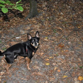 Balou in het bos.