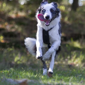 Hondenfoto van Angelique; Bruno, Charlie & Fenna  