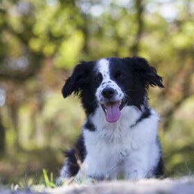 Hondenfoto van Angelique; Bruno, Charlie & Fenna  
