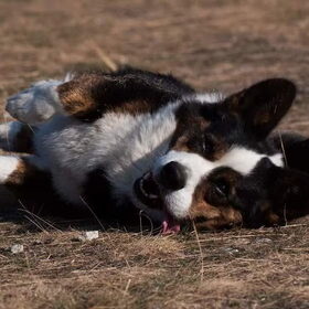 Hondenfoto van Nathalie, Harley & Mr. Deeks
