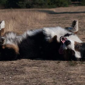 Hondenfoto van Nathalie, Harley & Mr. Deeks