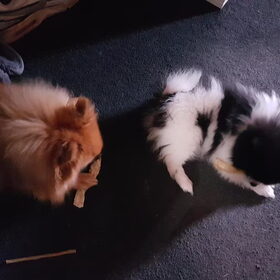 Hondenfoto van Poedelini & Vea & Noë {† Maudy}