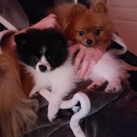 Hondenfoto van Poedelini & Vea & Noë {† Maudy}