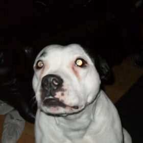 Hondenfoto van sorayaloveZoë