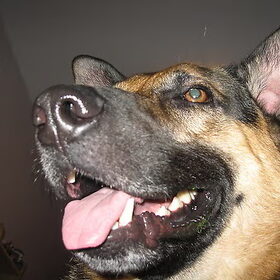 Wat kan het toch ook een suffe hond zijn...