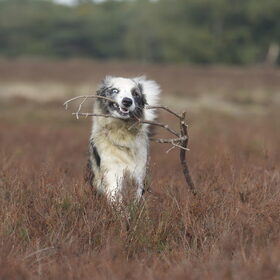 Hondenfoto van Angelique; Bruno, Charlie & Fenna  
