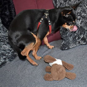 Balou met de knuffel die hij voor dierendag heeft gehad.