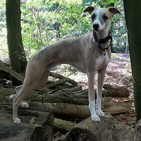 Hondenfoto van Yvonne Levi & Tygo& Kenzo