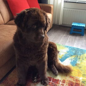 Hondenfoto van Willemijn - baasje van Vika .           Bams  en Ogin   ¥ .