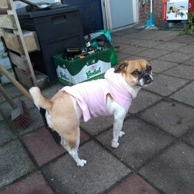 Hondenfoto van Nori met Chewy, Ayla, Leiah & Mace