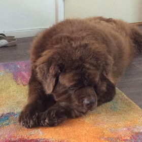 Hondenfoto van Willemijn - baasje van Vika .           Bams  en Ogin   ¥ .