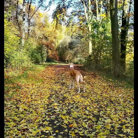 Herfst ????????????????