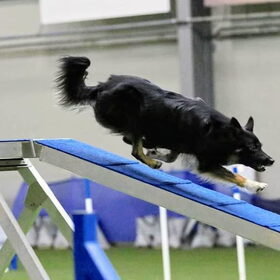 Hondenfoto van Team Black & White