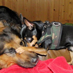 Mowgli met Balou, een perfect stel helemaal gek op elkaar. Wat…