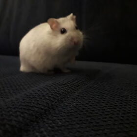 Hondenfoto van May 