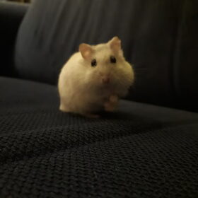 Hondenfoto van May 