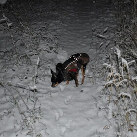 Balou vind het heerlijk in de sneeuw.