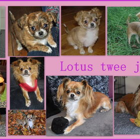 Twee jaar Lotus.