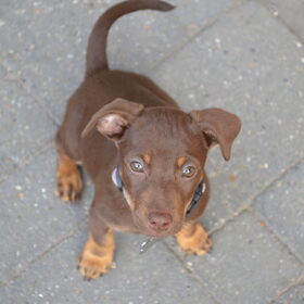 Hondenfoto van Samantha ;)
