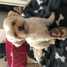 Hondenfoto van Sigrid, Sandy, Diva & Nala