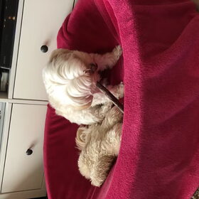Hondenfoto van Sigrid, Sandy, Diva & Nala
