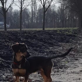 Los in het veld.