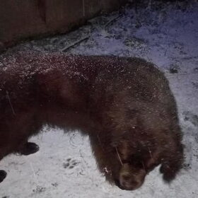 Hondenfoto van Jeanine :)