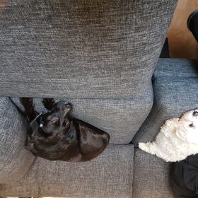 Hondenfoto van Lucia, Lizzy & Ziva