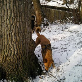 Mila de snowsnuiver.