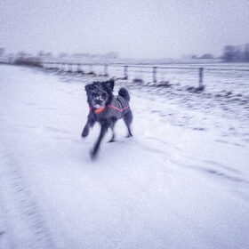 Hondenfoto van Ciska en Spanjaardje Moh (Bambi r.i.p.)