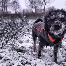 Hondenfoto van Ciska en Spanjaardje Moh (Bambi r.i.p.)
