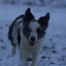 Hondenfoto van Angelique; Bruno, Charlie & Fenna  
